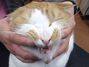 猫の病気 パティ動物病院