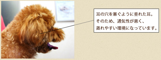 耳の病気 パティ動物病院